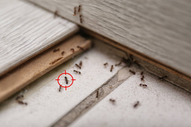 Best Exterminator Services  in Walnut Grove, GA